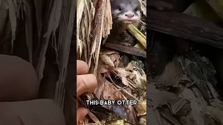 A Man Found This Baby Otter.🦦 #shorts #viralshort #baby #otter #animals #pets #cute #shortsfeed