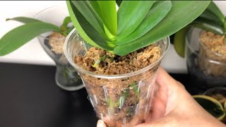 蘭花 - 水苔種植的優點與缺點 A easy way growing orchid in Sphagnum moss