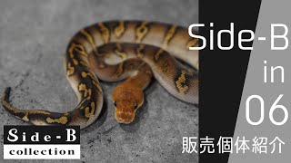 Side-B in 06 販売個体紹介 【ボールパイソン】【Side-B Collection】