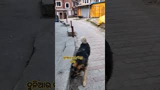 ଦୁନିଆର ସବୁଠୁ ବିଶ୍ୱସ୍ତ ପ୍ରାଣୀ #shortvedio #doglover #explorepage