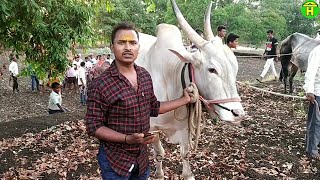 || Kundargi and Vadgaon Bulls  Running in Bailgadi Sharyat ||