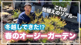 地植えしてから1年！春のオージーガーデン♪【オージープランツ】