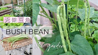 Growing Bush Bean 无架豆角 | A Day in the Garden | 长豆 | 豇豆