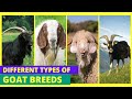 Different Types of Goats Unveiled: Explore the World of Goat Breeds