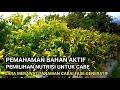 🛑CARA MERAWAT CABE FASE GENERATIF, TANAMAN SUBUR BUAHNYA LEBAT