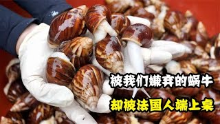 被我们嫌弃的蜗牛，法国人却端上餐桌，他们为什么要吃蜗牛？