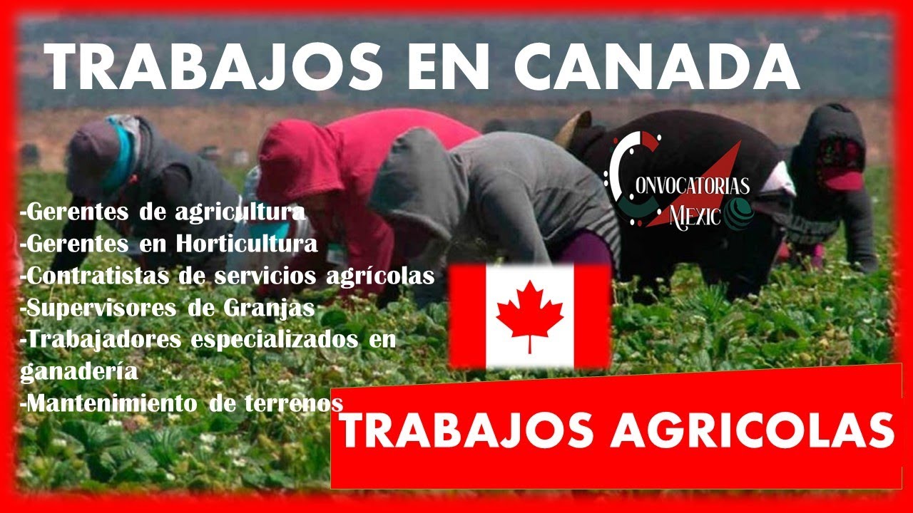 Trabajos En Canadá Agrícola 2022-2023 Secretaria De Trabajo Y Previsión ...