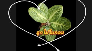 ลูกไม้ใบกลม อโกลนีมา ไม้มงคล อโกลนีมา ไม้เสริมโชคลาภ