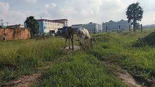 កសិដ្ឋានចិញ្ចឹមគោខ្ញុំចង់សុីស្មៅវៃលស្រែ