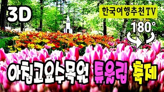 🔴 180° 3D VR 아침고요수목원 튤립축제 -  Morning Calm Arboretum Tulip Festival in Korea (with Clova Dubbing)