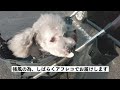 🐶生まれてはじめてバギーに乗った犬のリアクションが可愛すぎた【トイプードル】