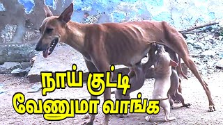 நாய் குட்டி வேணுமா வாங்க