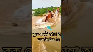 বন্যার পানিতে তলিয়ে যাচ্ছে গবাদি পশু|| আল্লাহ!আপনি সিলেট বাসীদের রক্ষা করুন ||#sylhet #সিলেট #বন্যা