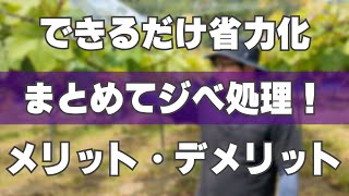 【省力化】ジベレリン処理を全房まとめて実施 | メリット・デメリットは？【ぶどう農家解説】