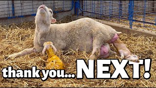 thank you, NEXT.😳 | LAMBS EVERYWHERE!!!😬 | Summer Lambing 2021 | Vlog 460