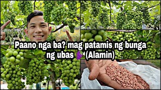 Sikreto para tumamis ang bunga ng ubas 🍇🍇