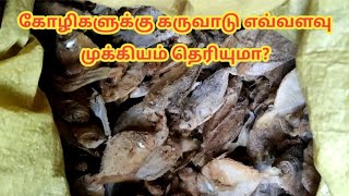 கோழிகளுக்கு கருவாடு போடுவதனாள் என்ன பயன்கள்?நோய் வராமல் கோழிகளை ஆரோக்கியமாக வைத்திருக்கும?