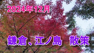 2024年12月　鎌倉（長谷寺）、江ノ島　散策