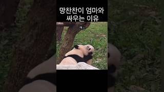 아기판다 망찬찬이 터프한 이유 #panda #판다 #동물 #shorts