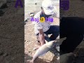 7kg big size rohu catla fish shorts shortvideo trending viralvideo asjfish