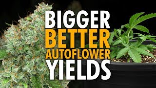 Beginner Autoflower Grow Tips for Bigger Yields