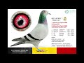 racing pigeon from belgium dobbelaere pigeons janus1. nat bourges i 2433 pigeon yearling