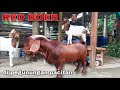 Pak Tobos, yang punya asep. RED BOER DANG BAI LAE