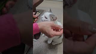 나 토끼야? 고양이야? #고양이브이로그 #고양이일상 #한량일기 #catlover #토끼