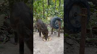 Amazing Quick Powerful Wild Pig Trap Make By Rubber tires #shortvideo #wildboar #shortsvideo