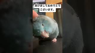 あけましておめでとうございます。マメルリハインコ