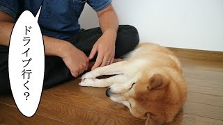 柴犬小春　グルーミングでトロトロにとろけた柴犬を、「ドライブ行く？」でたたき起こしてみた！