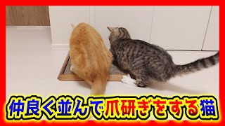 爪研ぎが大好きな猫ズ。仲良く並んで爪を研ぐ姿が可愛い。