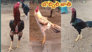 బొబ్బిలి కోళ్లు ఉన్నాయి//8106912663