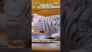 White tiger sextuplets are named from Monday to weekend