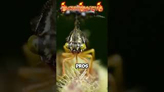 Brazilian Treehopper 🪲 Most Bizarre Bug Ever?!