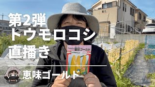 トウモロコシ【第２弾】【恵味ゴールド】【直播き】【種まき】【不織布】【家庭菜園】