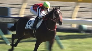 【ドゥラメンテ産駒】2024 メイクデビュー ジュタ 坂井 瑠星【東京競馬場】