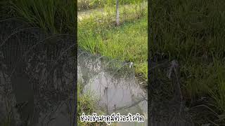 ดักไอ้โง่จับปลาแต่ได้ตัวอะไรเอ่ย? | fish trap condo