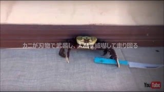 カニが刃物で武装し人間を威嚇して走り回る