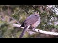 ビデスコ 野鳥 2020.03.15　ヒヨドリ　 brown eared bulbul