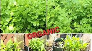 How to grow coriander leaves(Dhaniya)| how to grow fenugreek leaves(Methi)|how to grow bell peppers.