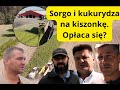 Sorgo i kukurydza na kiszonkę dla bydła. Jak wyglądały tegoroczne zbiory?