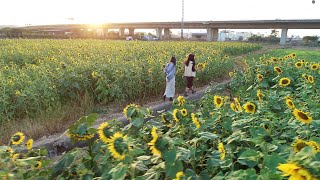 [空拍]-女孩漫步向日葵花海~