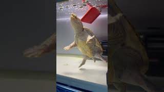 エサしか見てない　ハラガケガメ　Narrow bridged musk turtle / Claudius angustatus #shorts #shortsvideo