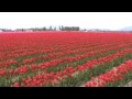 the big tulip field