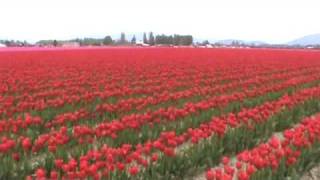 The big Tulip Field