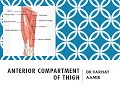 Anterior Compartment of Thigh Anatomy