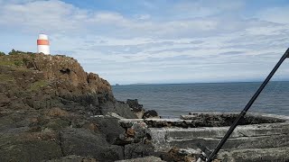 First Summer Codling at Aberdour Lighthouse