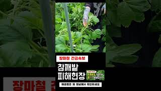 (장마철 긴급속보) 장마로 인해 참깨밭이…(#참깨밭피해)