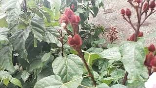 செந்தூரம் | மரம் | Bixa orellana... lipstick tree